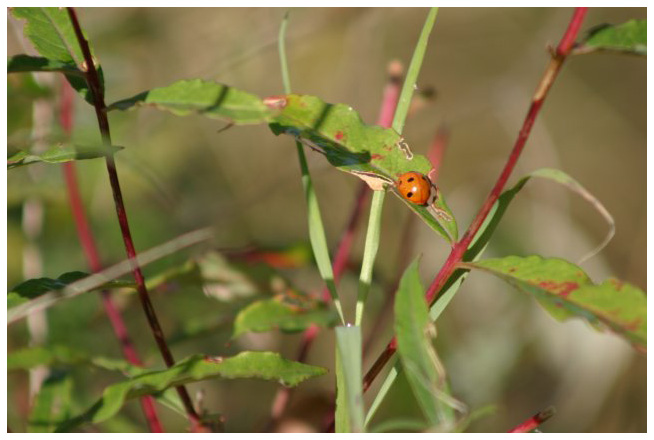 Ladybird