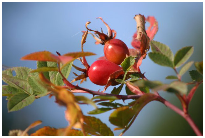 Rose hip