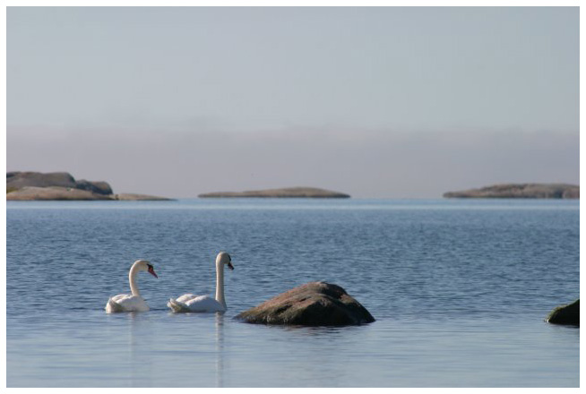 Warm September morning with the swans