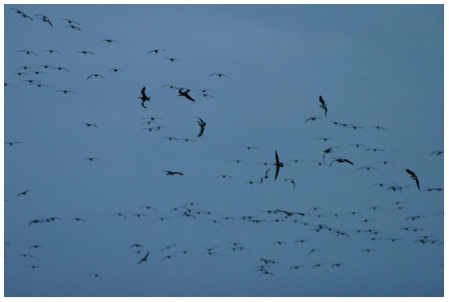 Barnacle geese