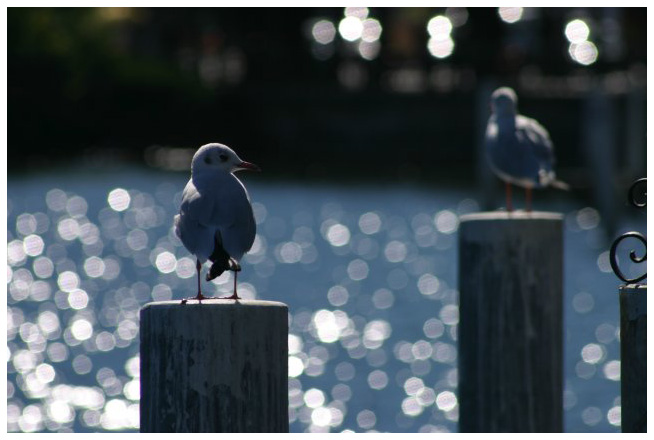 Gulls in sunny Lugano