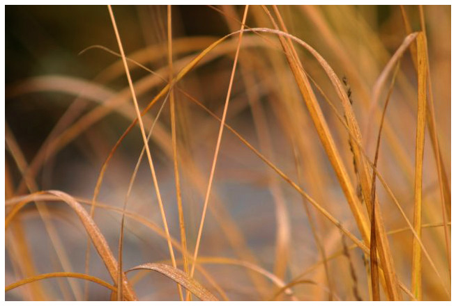 Hay photo #1