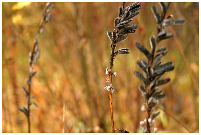 Autumn lupine