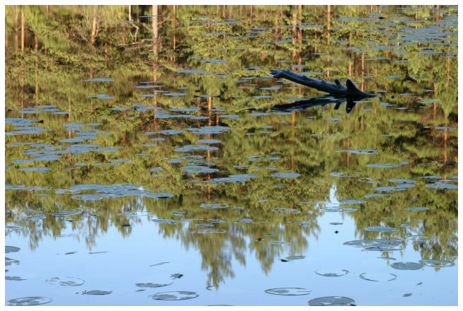 Iso-Holma and an alligator :-)