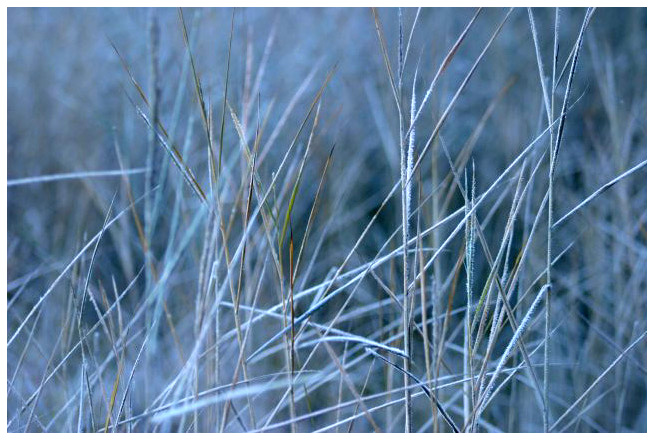 Hay photo #2