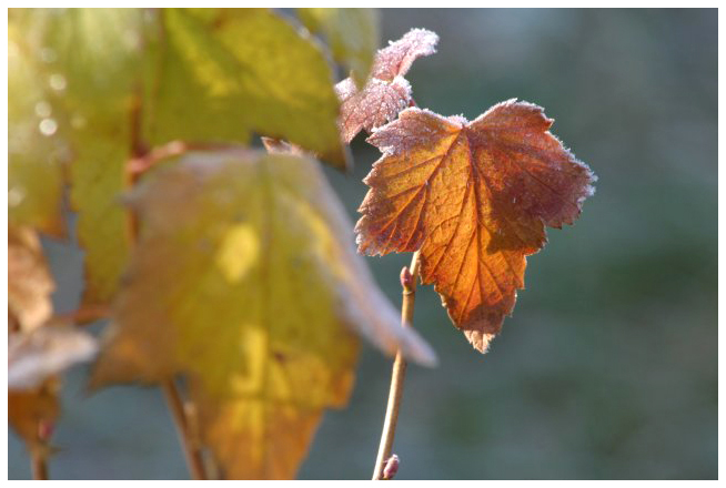 Black currant