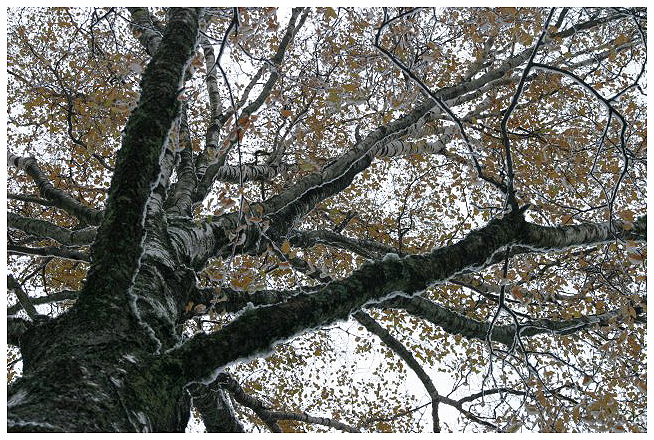 Early snow with the leaves still in the tree
