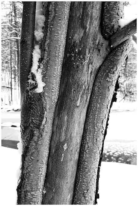 Frosty tree