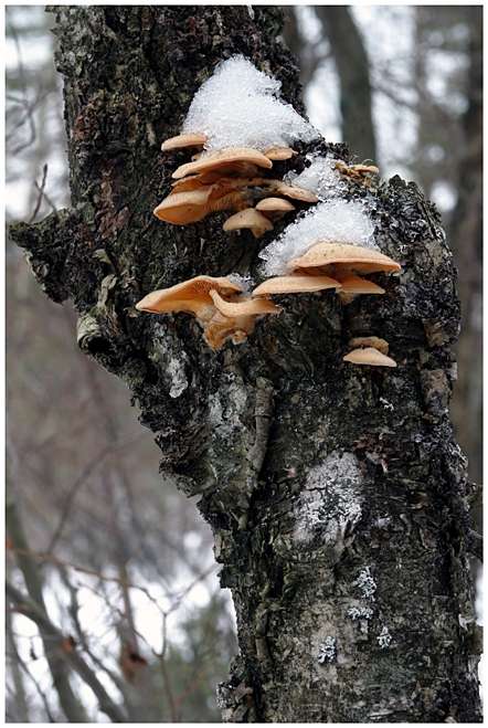 Hats and snow, part I