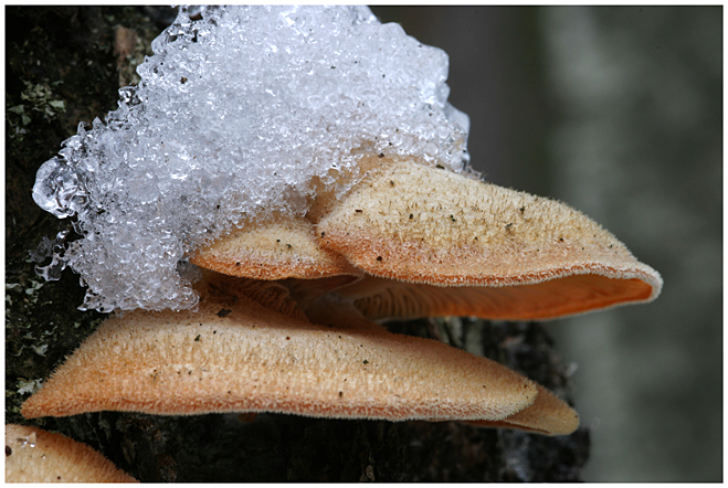 Hats and snow, part III