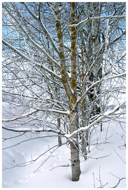 Latokaski winter scenes, part I (yes, actually in Feb)