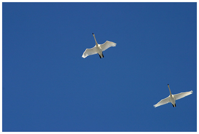 Whooper swans flying along the river