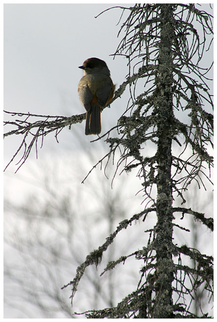 Siberian jay, part I