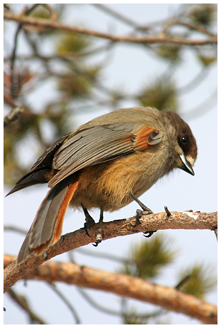 Siberian jay, part II