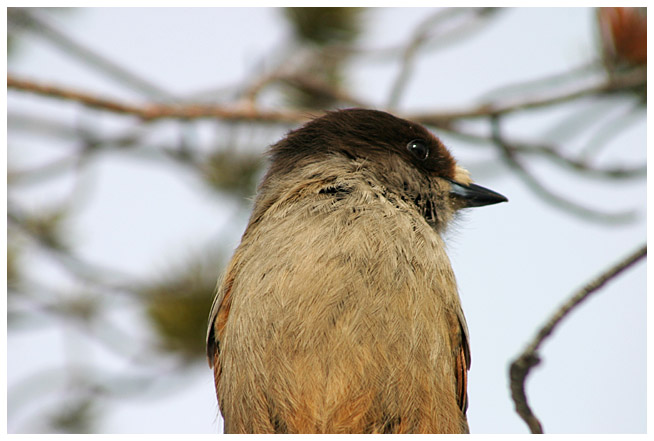 Siberian jay, part III