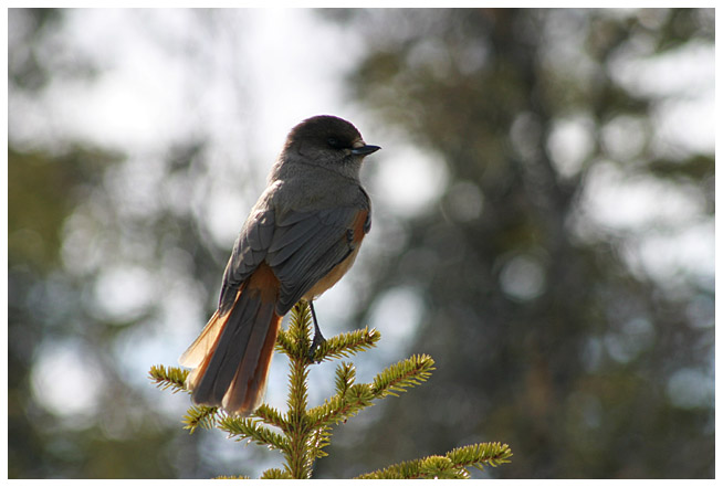 Siberian jay, part IV