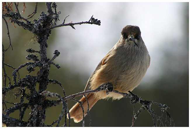 Siberian jay, part V