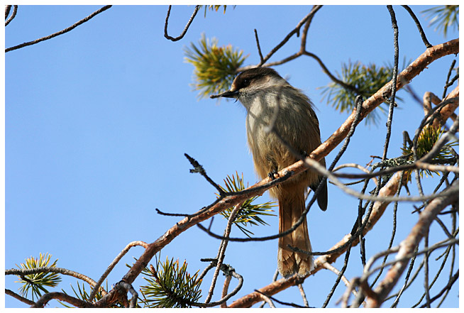 Siberian jay, part VI