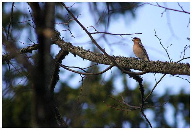 A singing chaffins