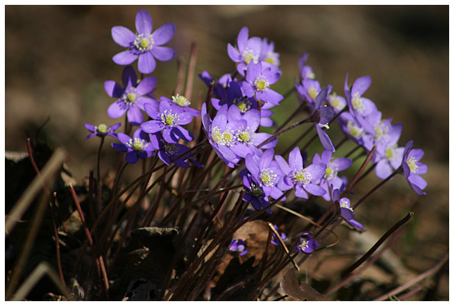 Hepatica in Karkali
