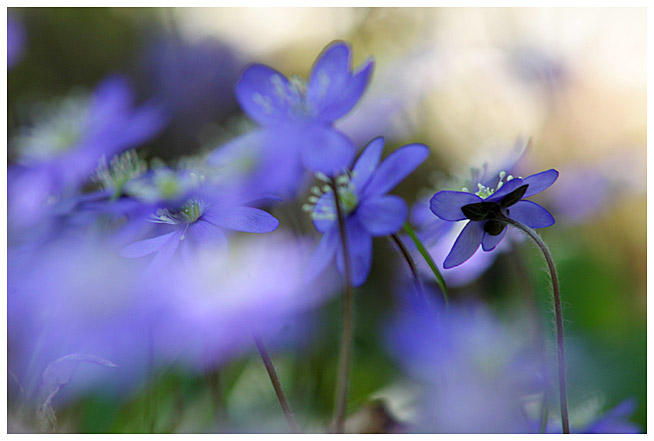 Blue forest in April, part I