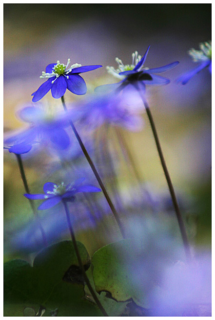 Blue forest in April, part II