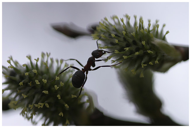 Working ant I