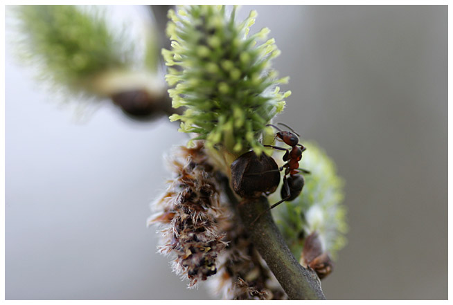 Working ant II