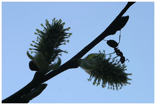 Working ant III