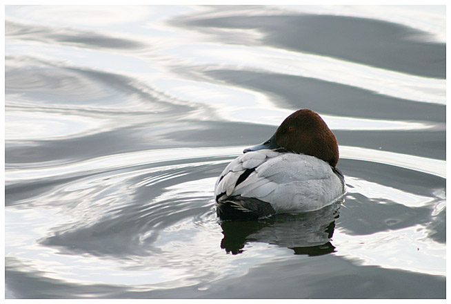 Common pochard (Punasotka) (?)