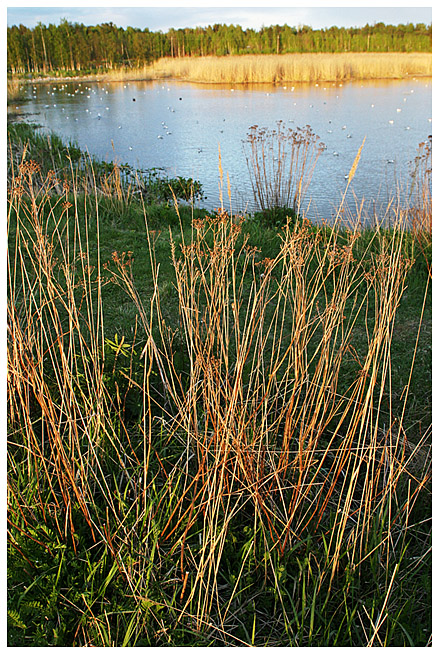 Suomenoja evening scenery
