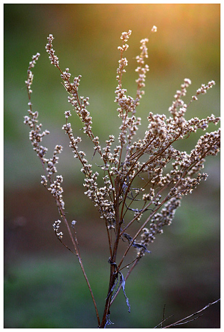 Evening colours