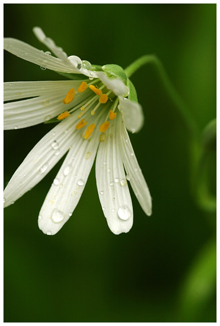 Stellaria (Heinthtim)