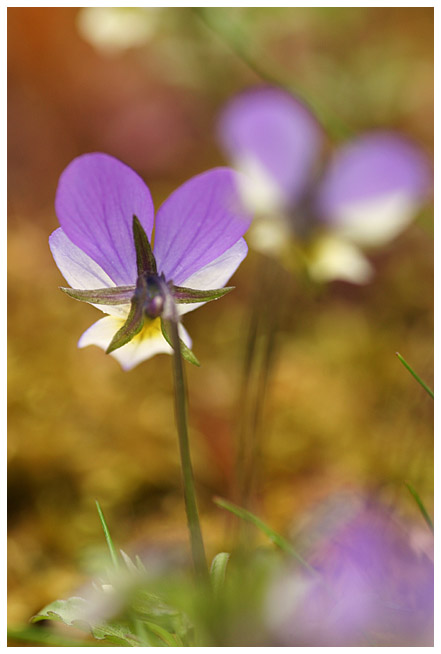 Wild pansies I (Keto-orvokki)