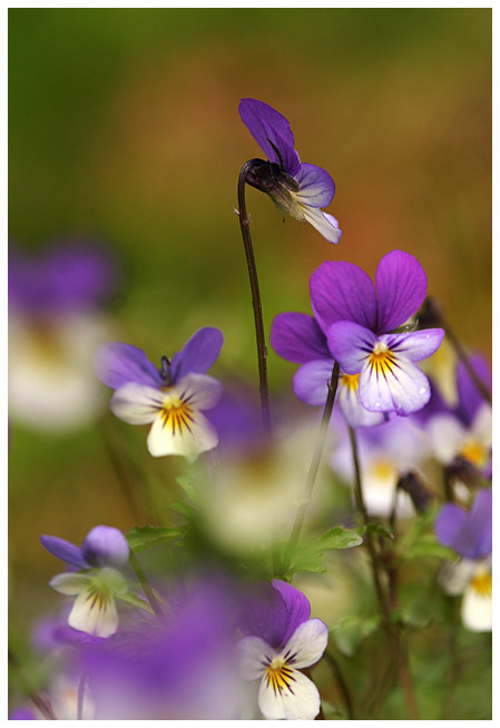 Wild pansies II