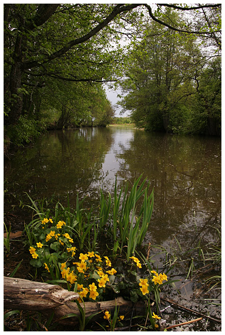 Mankki creek