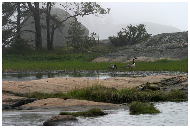 Canada geese in the mist