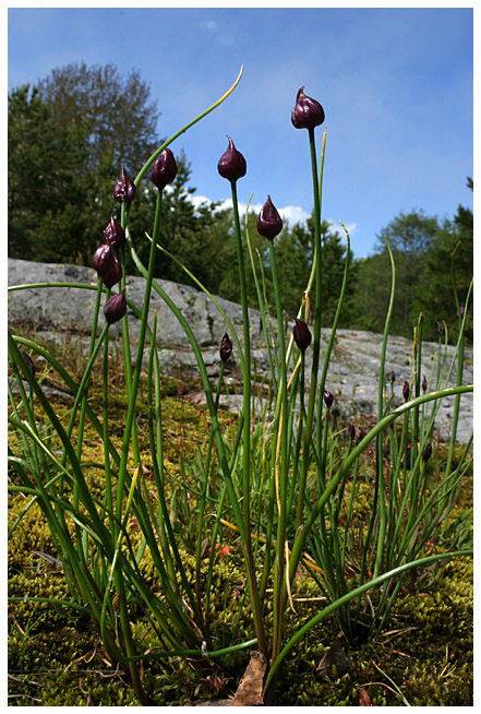 Chives in the archipelago scenery (Ruohosipuli)