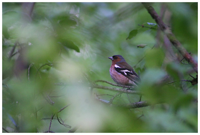 Chaffins in Espoo central park