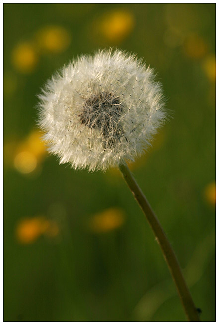 White and yellow