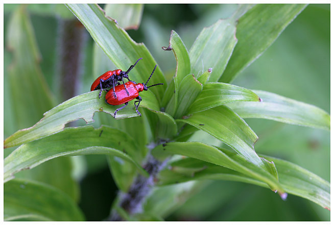 Lily leef beetle - newcomer in mid Finland
