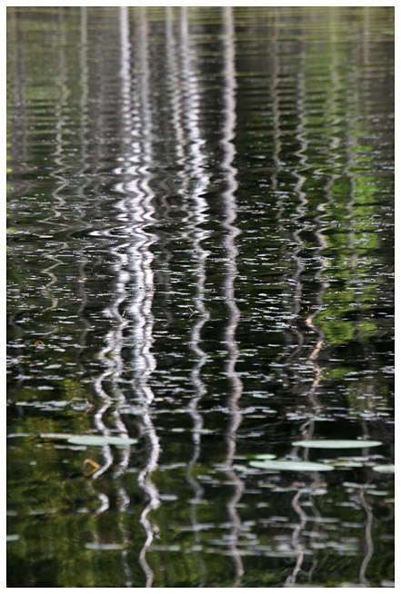 Forest reflection