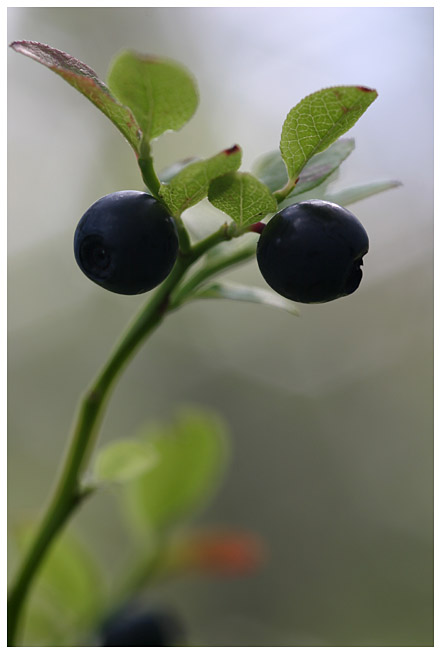 Blueberries