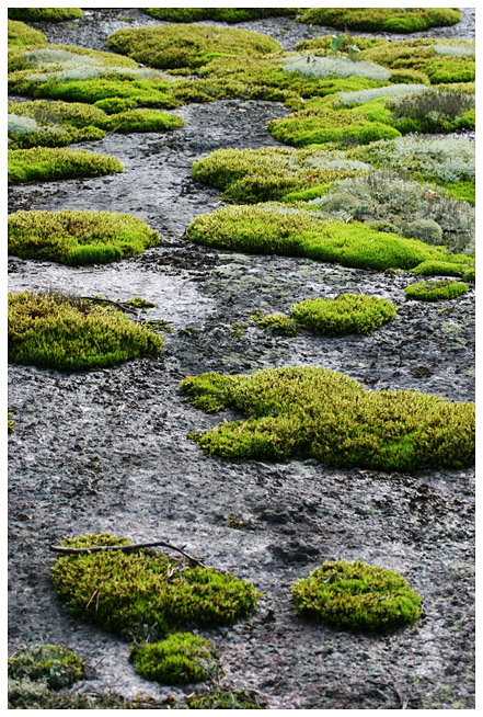 Archipelago of moss