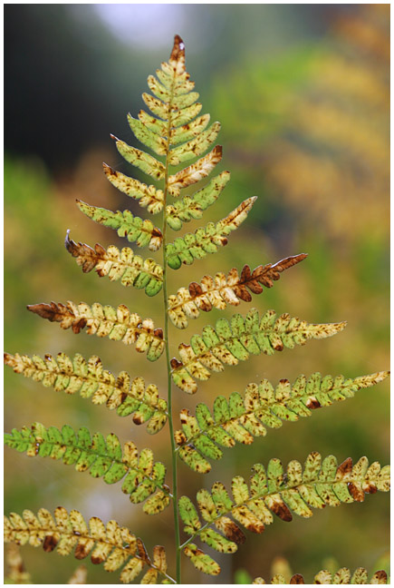 Green-yellow-red fern
