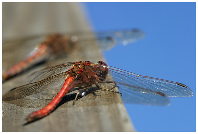 Blue wings