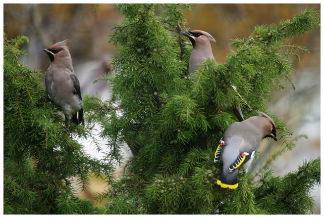 Bohemian Waxwing I (eli tilhi)