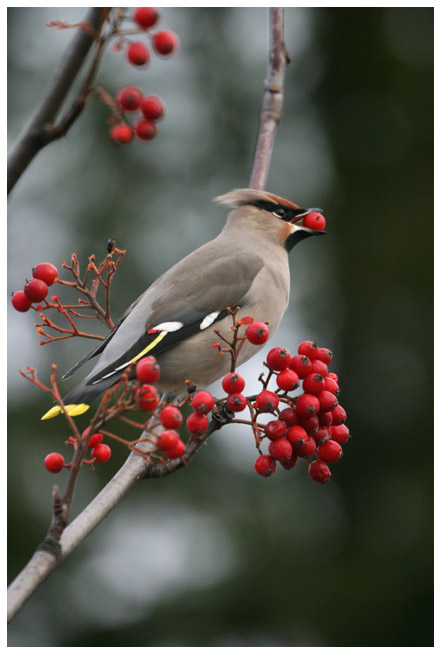 Bohemian Waxwing II