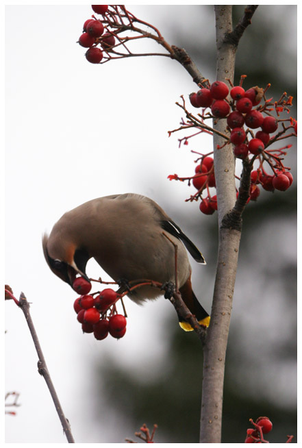 Bohemian Waxwing III