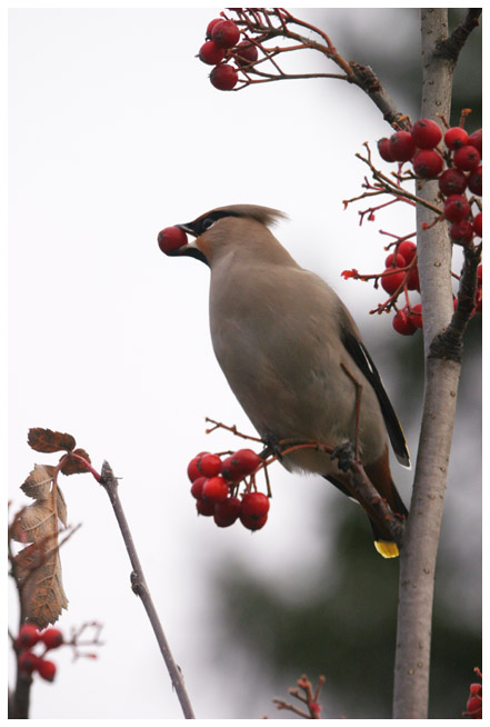 Bohemian Waxwing IV